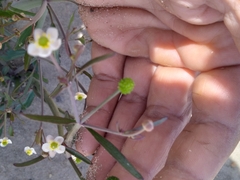 Ranunculus apiifolius