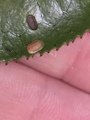 Pulvinaria camelicola