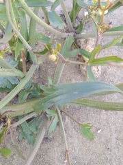 Ranunculus apiifolius