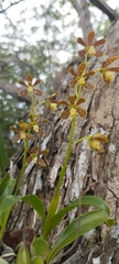 Prosthechea boothiana
