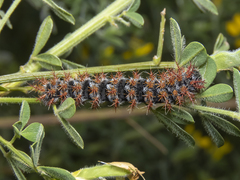 Ormiscodes cinnamomea