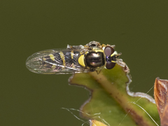Allograpta hortensis
