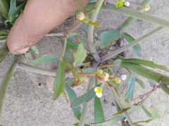 Ranunculus apiifolius