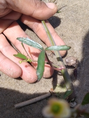 Ranunculus apiifolius