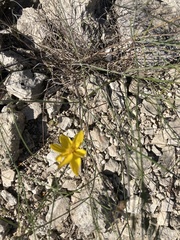 Thelesperma simplicifolium