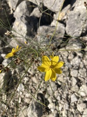 Thelesperma simplicifolium