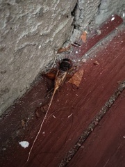 Teleogryllus occipitalis