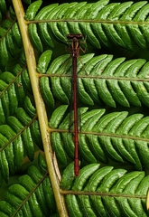 Xanthocnemis zealandica