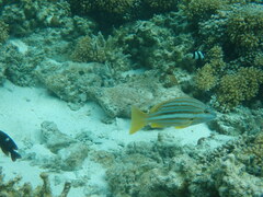 Lutjanus carponotatus