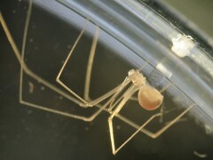 Micropholcus fauroti