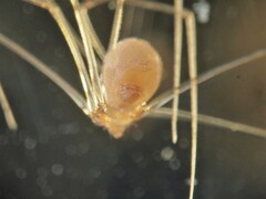 Micropholcus fauroti