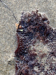 Chondracanthus exasperatus