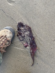 Chondracanthus exasperatus