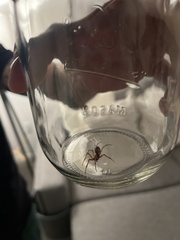 Trachelidae