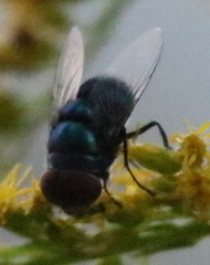 Chrysomya megacephala