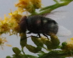 Chrysomya megacephala