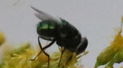 Chrysomya megacephala