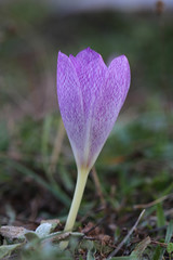 Colchicum