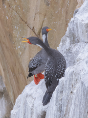 Poikilocarbo gaimardi