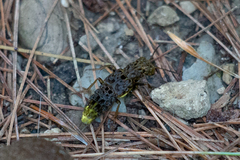 Ontholestes cingulatus