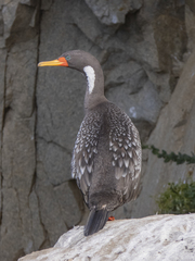 Poikilocarbo gaimardi