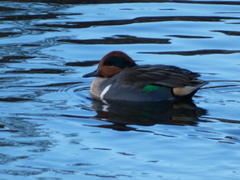 Anas crecca carolinensis