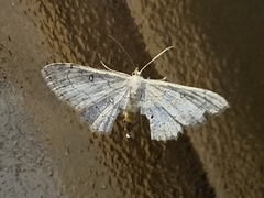 Cyclophora