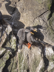 Poikilocarbo gaimardi