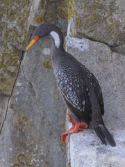 Poikilocarbo gaimardi