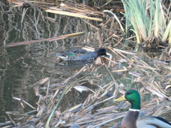 Anas crecca carolinensis