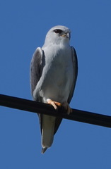 Elanus caeruleus caeruleus