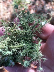Usnea intermedia