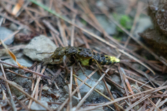 Ontholestes cingulatus