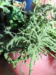 Usnea intermedia
