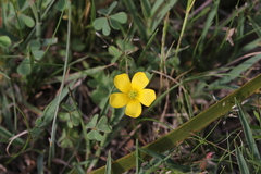 Oxalis perennans