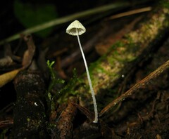 Mycena chloroxantha