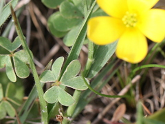 Oxalis perennans