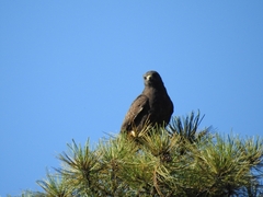 Buteo albonotatus