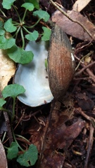 Hyridella drapeta