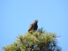 Buteo albonotatus