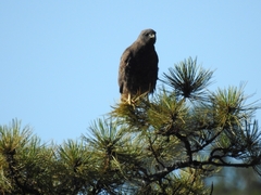 Buteo albonotatus