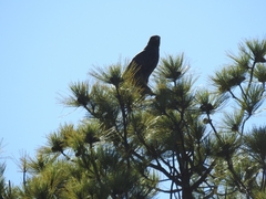 Buteo albonotatus