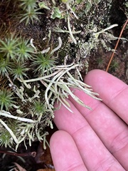 Cladonia cornuta