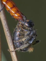 Elaphroptera scoliaeformis