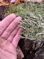 Cladonia cornuta
