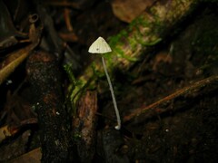 Mycena chloroxantha