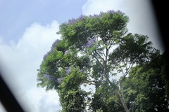 Jacaranda