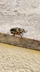 Mecistomela marginata