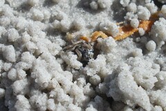 Mictyris longicarpus