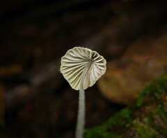 Mycena chloroxantha